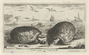 Duas tartarugas na praia
Testudo marina; La Tortuë de Mer (título sobre o objecto)
Peixes e outros animais marinhos - água salgada segunda série (título da série)
Poissons de mer (título da série) de Albert Flamen