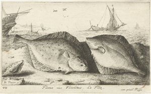 Dois solha na praia Flesus siue Fleteletus. La fléz. (título no objeto) Peixes e outras criaturas marinhas - primeira série de água salgada (título da série) Diverse Especes de Poissons de mer (título da série) de Albert Flamen