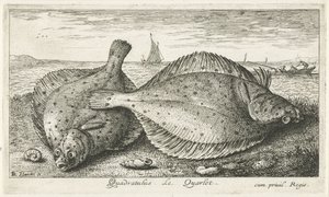 Dois solha na praia Quadratulus. LeQuarlet. (título no objeto) Peixes e outras criaturas marinhas - terceira série de água salgada (título da série) Poissons de mer (título da série) de Albert Flamen