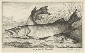 Dois piques na margem do rio Lúcio. Le Brochet. (título no objeto) Peixes e outras criaturas marinhas - primeira série de água doce (título da série) Diverse Especes de Poissons d