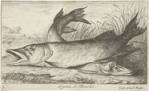 Dois lúcios na margem de um rio
Lucius. Le Brochet (título sobre o objecto).
Peixes e outros animais marinhos - primeira série de água doce (título da série)
Diverses Especes de Poissons d