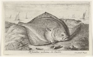 Dois pregados na praia Rhombus acleatus. Le Turbot. (título no objeto) Peixes e outras criaturas marinhas - terceira série de água salgada (título da série) Poissons de mer (título da série) de Albert Flamen