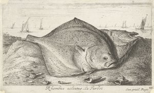 Dois pregados na praia
Rhombus acleatus. Le Turbot. (título sobre o objecto)
Peixes e outros animais marinhos - terceira série de água salgada (título da série)
Poissons de mer (título da série) de Albert Flamen