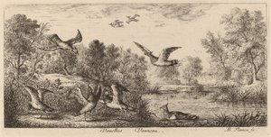 Vanellus, O Abibe de Albert Flamen