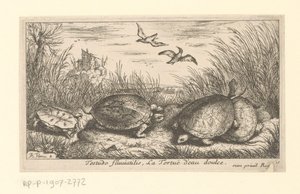 Quatro tartarugas de água doce entre grama e juncos Testudo fluviatilis, La Tortuë d