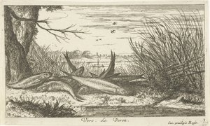 Baratas nas margens de um rio
Vero. Le Veron (título sobre o objecto).
Peixes e outros animais marinhos - segunda série de água doce (título da série)
Seconde partie de Poissons d