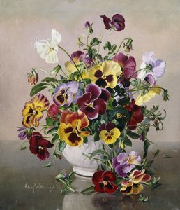 Uma Natureza Morta com Pansies de Albert Williams