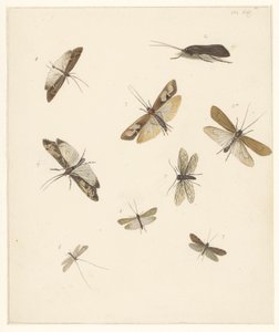 Folha de estudo com oito mariposas de Albertus Steenbergen