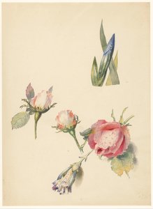 Folha de estudo com três rosas e uma íris de Albertus Steenbergen
