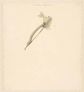 Studieblad com rups, Amphidiasis Betularia