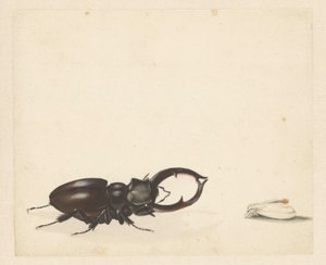 Folha de estudo com veado voador e mariposa recém-nascida