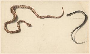 Duas cobras tropicais