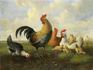 Um galo com galinhas e pintos