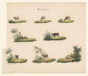 Vacas na paisagem Macedoine (título no objeto)