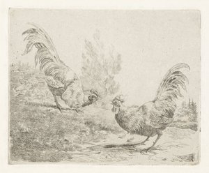 Dois galos de luta
