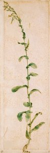 Uma Fábrica de Tabaco, Primeiro quartel do século XVI.. de Albrecht Dürer
