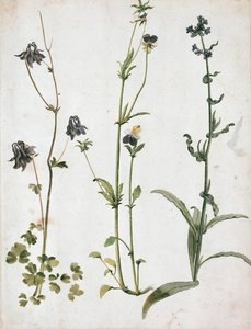 Colombinas, amores-perfeitos e língua de boi, primeiro trimestre do séc.. de Albrecht Dürer