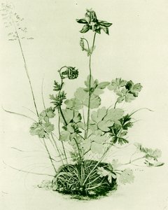 Aquilégia de Albrecht Dürer