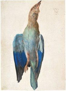 Rolo azul morto, 1500 ou 1512 de Albrecht Dürer