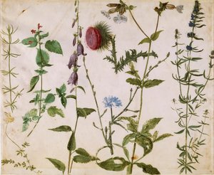 Oito Estudos de Flores Silvestres, ca 1515-1520. de Albrecht Dürer