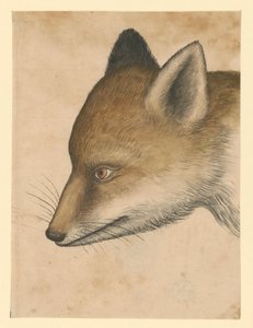 Cabeça de raposa, virada para a esquerda de Albrecht Dürer