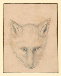 Cabeça de raposa, vista de frente de Albrecht Dürer