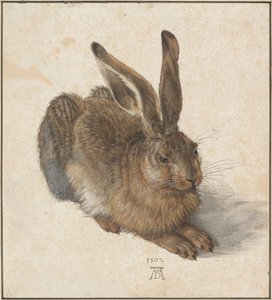 Hare, 1502 de Albrecht Dürer