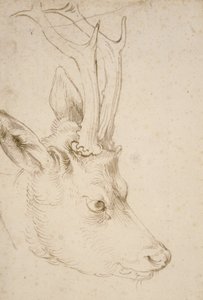 Chefe de um roebuck de Albrecht Dürer