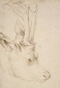 Cabeça de um Roebuck, 1503 de Albrecht Dürer