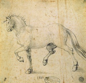 Cavalo, 1503 (caneta e tinta no papel) de Albrecht Dürer