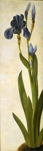Iris troiana, ca 1505-1508. de Albrecht Dürer