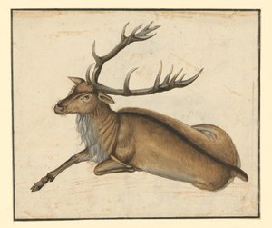 Veado deitado, virado para a esquerda de Albrecht Dürer