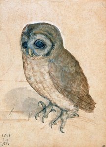 Pequena coruja, 1508. de Albrecht Dürer