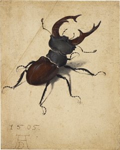 Escaravelho de Albrecht Dürer