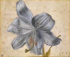 Estudo de um lírio, 1526. de Albrecht Dürer