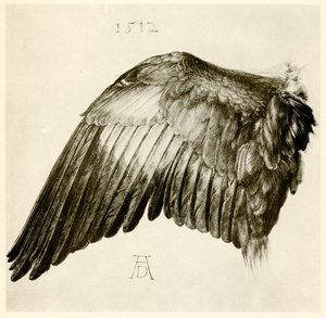 Asa de um rolo azul de Albrecht Dürer