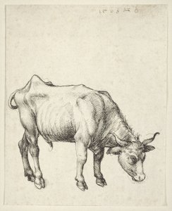 Touro Jovem de Albrecht Dürer