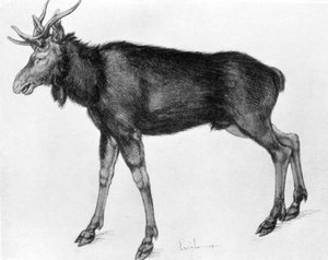 Alces escandinavos novos com chifres imaturos, finais do século XV-início do século XVI 1913. de Albrecht Dürer