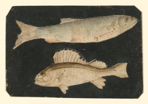 Dois peixes um por cima do outro (truta e peixe Knorr) de Albrecht Dürer