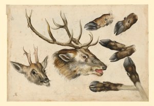  de Albrecht Dürer