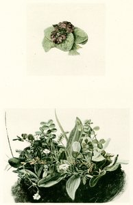 violetas de Albrecht Dürer