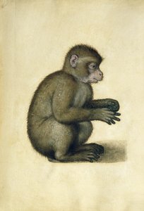 Um macaco (aquarela e guache no papel) de Albrecht Dürer
