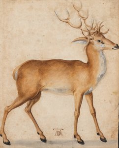 Um veado de Albrecht Dürer