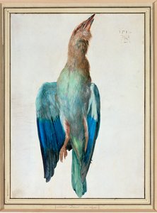 Rolo azul de Albrecht Dürer or Duerer