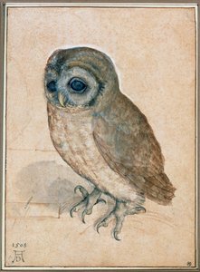 Kaeuzchen - A corujinha de Albrecht Dürer or Duerer