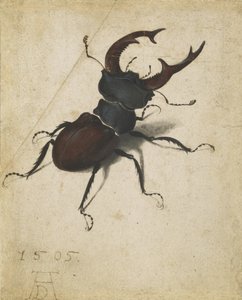 Besouro de veado de Albrecht Dürer