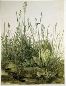O grande pedaço de relva de Albrecht Dürer or Duerer