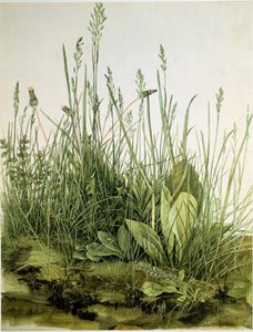 The dirt with wild herbs Watercolour by Albrecht Durer (1471-1528) 1503 Dim. 41x31,5 cm Graphics Sammlung Albertina de Albrecht Dürer