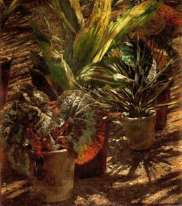 Begónias. de Aleksander Gierymski