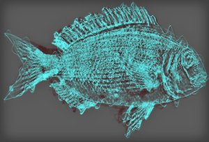 peixe II,2020, (mídia mista) de Alex Caminker